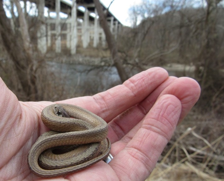 DeKay's Brown Snake